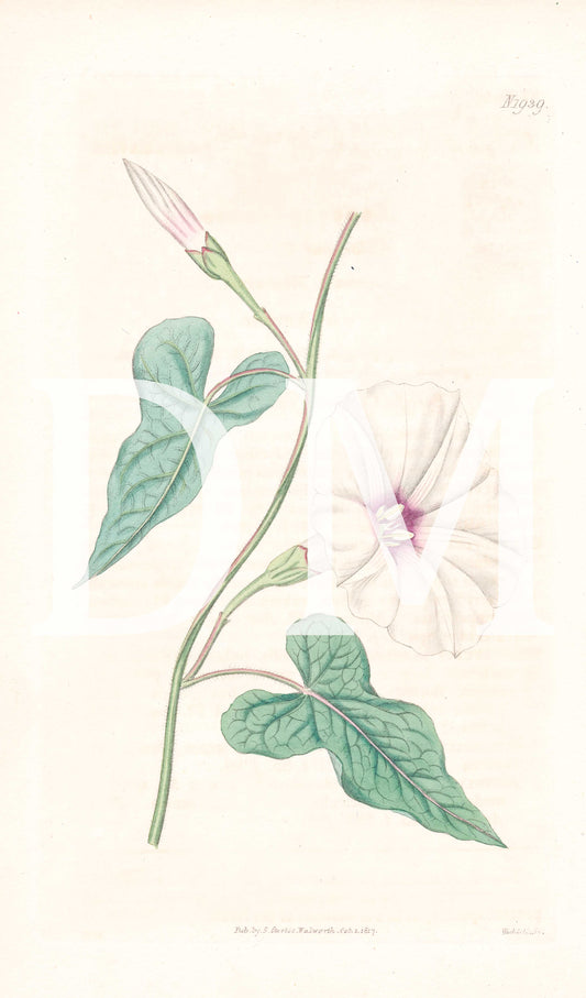 Fiddle-Leaved Bindweed Floral Digital Tiff Image