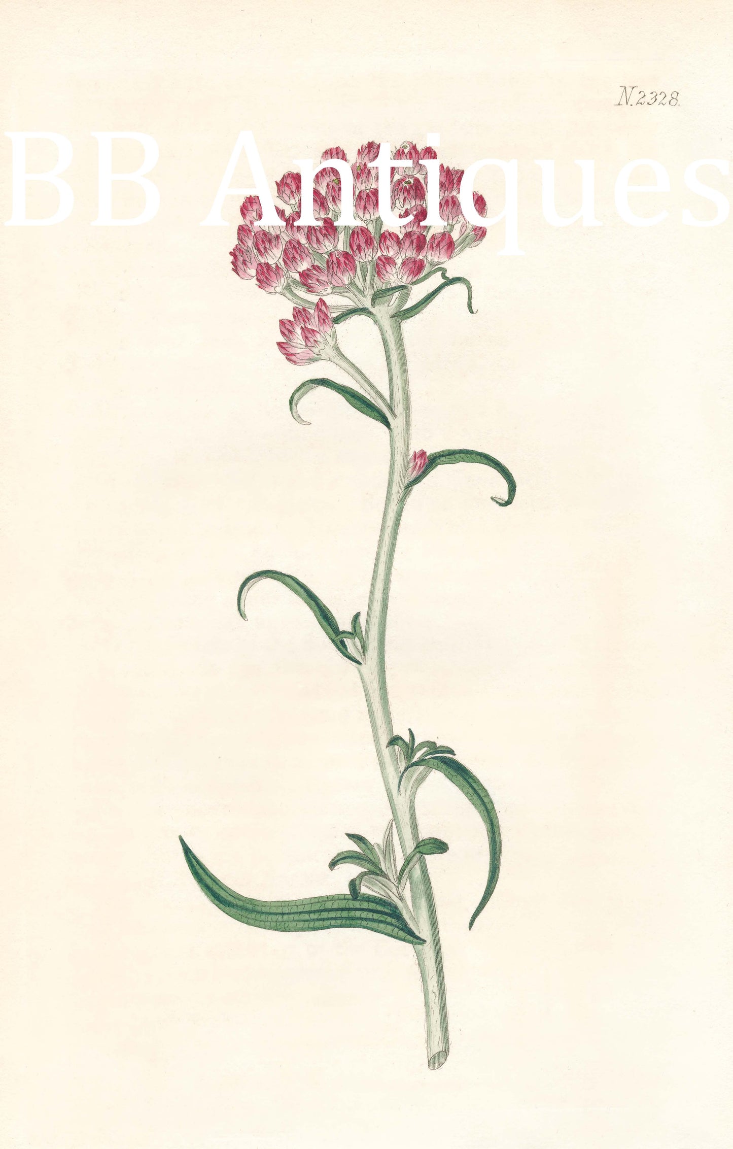 Pink Floral Engraving Digital Tiff Image