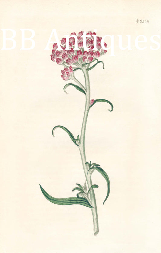 Pink Floral Engraving Digital Tiff Image