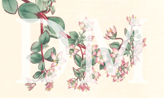 Pink Floral Engraving, Digital Tiff Image