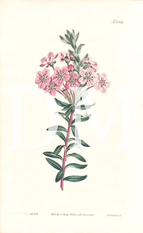 Pink Floral Digital Jpeg Image