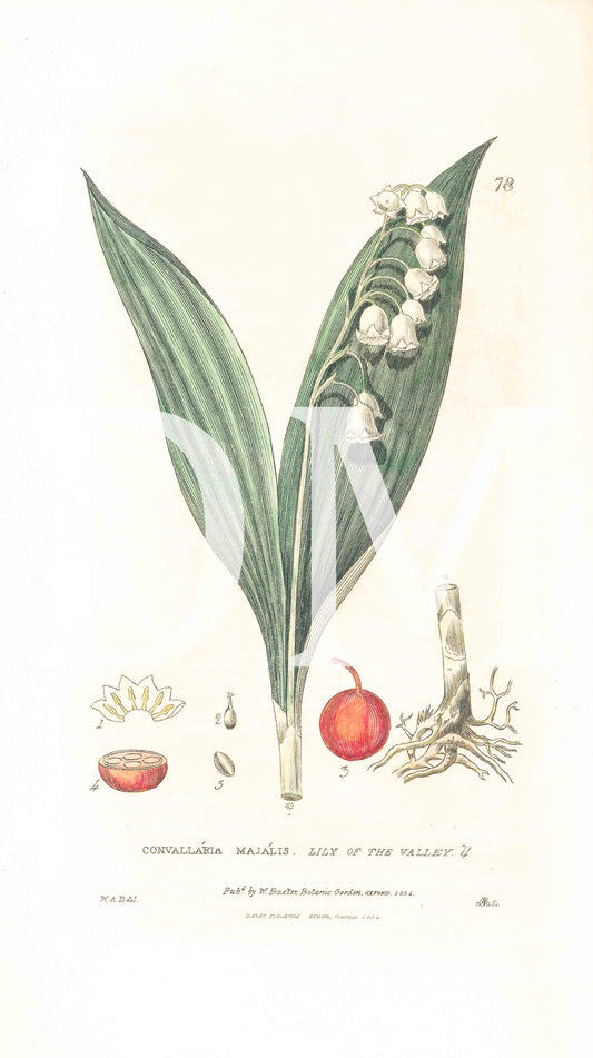 Lily of the Valley Floral Jpeg Digital Image