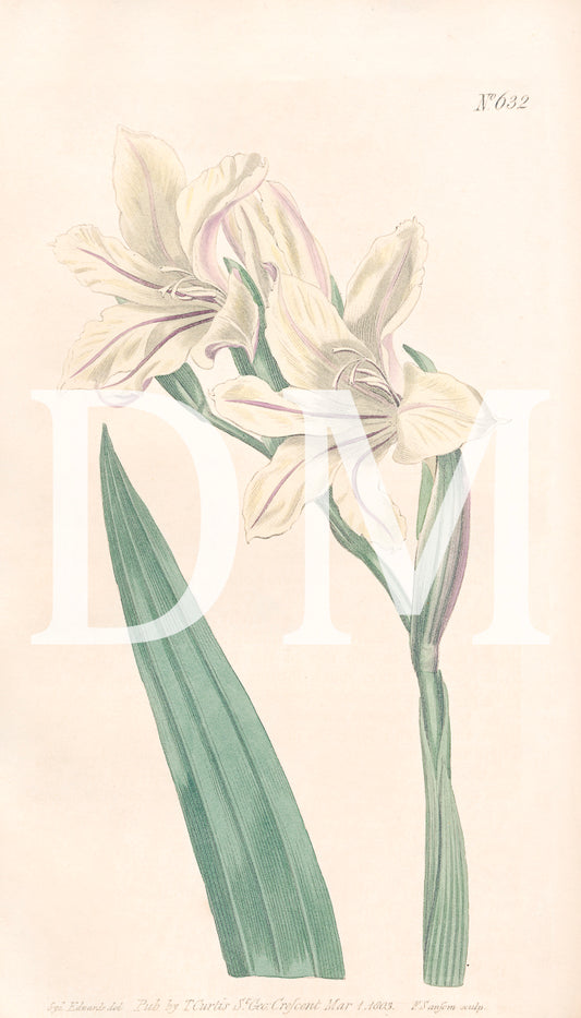 White Floral Gladiolus Digital Jpeg Image