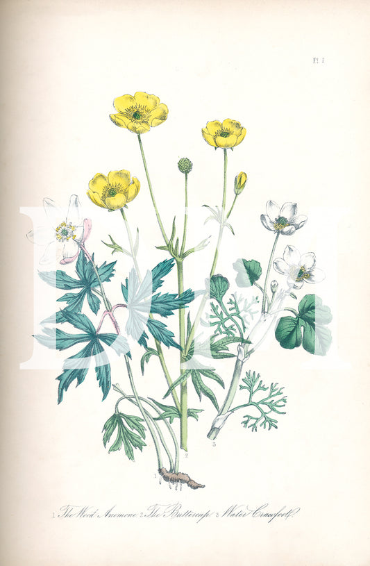 British Wildflowers Floral Botanical Digital Jpeg Image