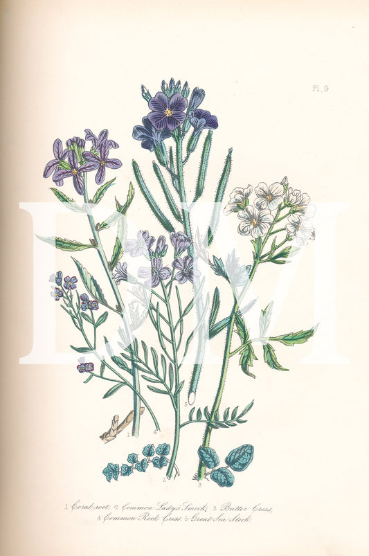 Purple British Wildflowers Botanical Digital Image