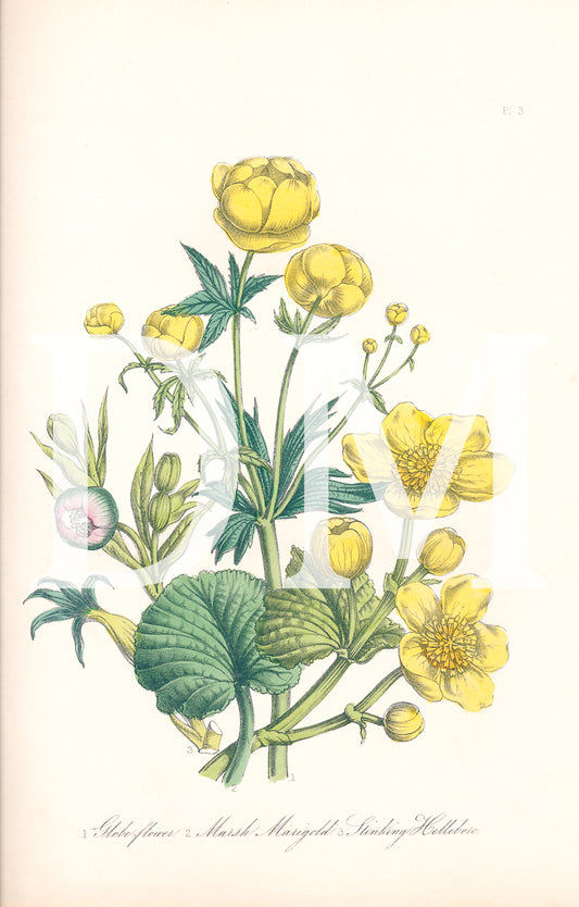 British Wildflowers Floral Marigold Digital Jpeg Image