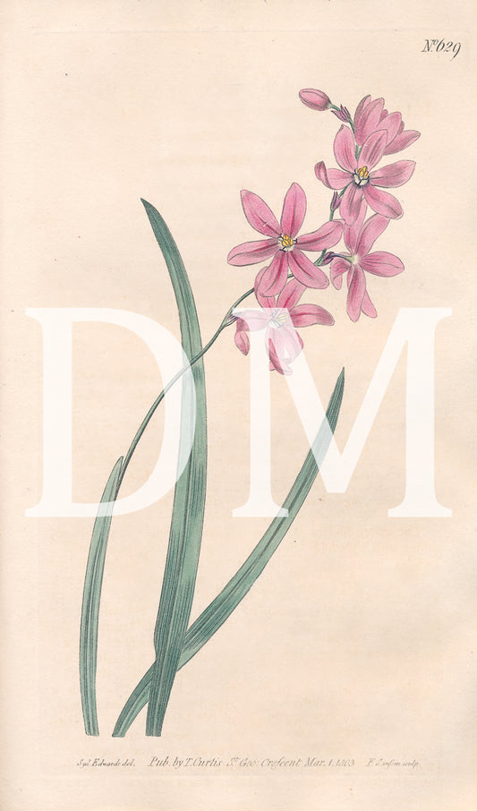 Lily of the Valley Pink Floral Digital Jpeg Image