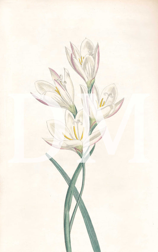 White Floral Digital Tiff Image
