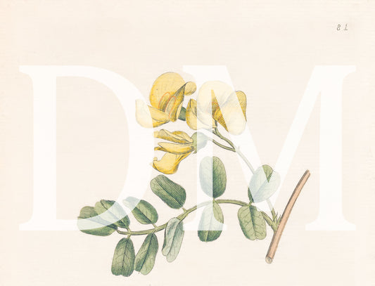 Yellow Floral Engraving, Digital Tiff Image
