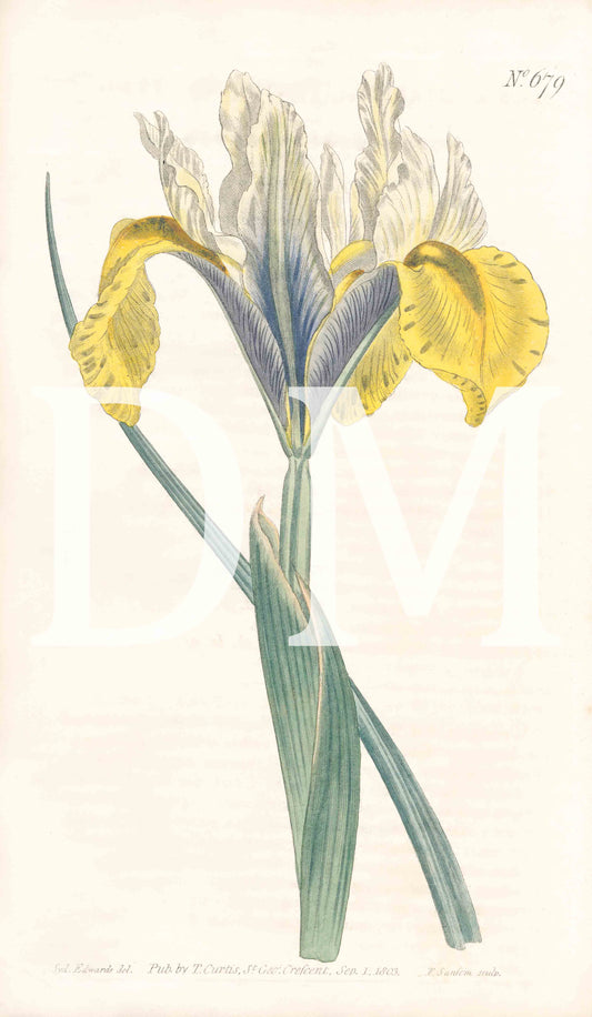 Yellow Floral Engraving, Digital Tiff Image